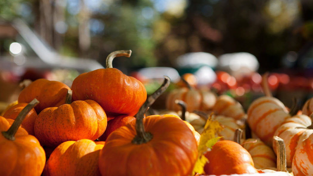A fall display of pumpkins